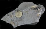 Promicroceras Ammonite - Dorset, England #30732-2